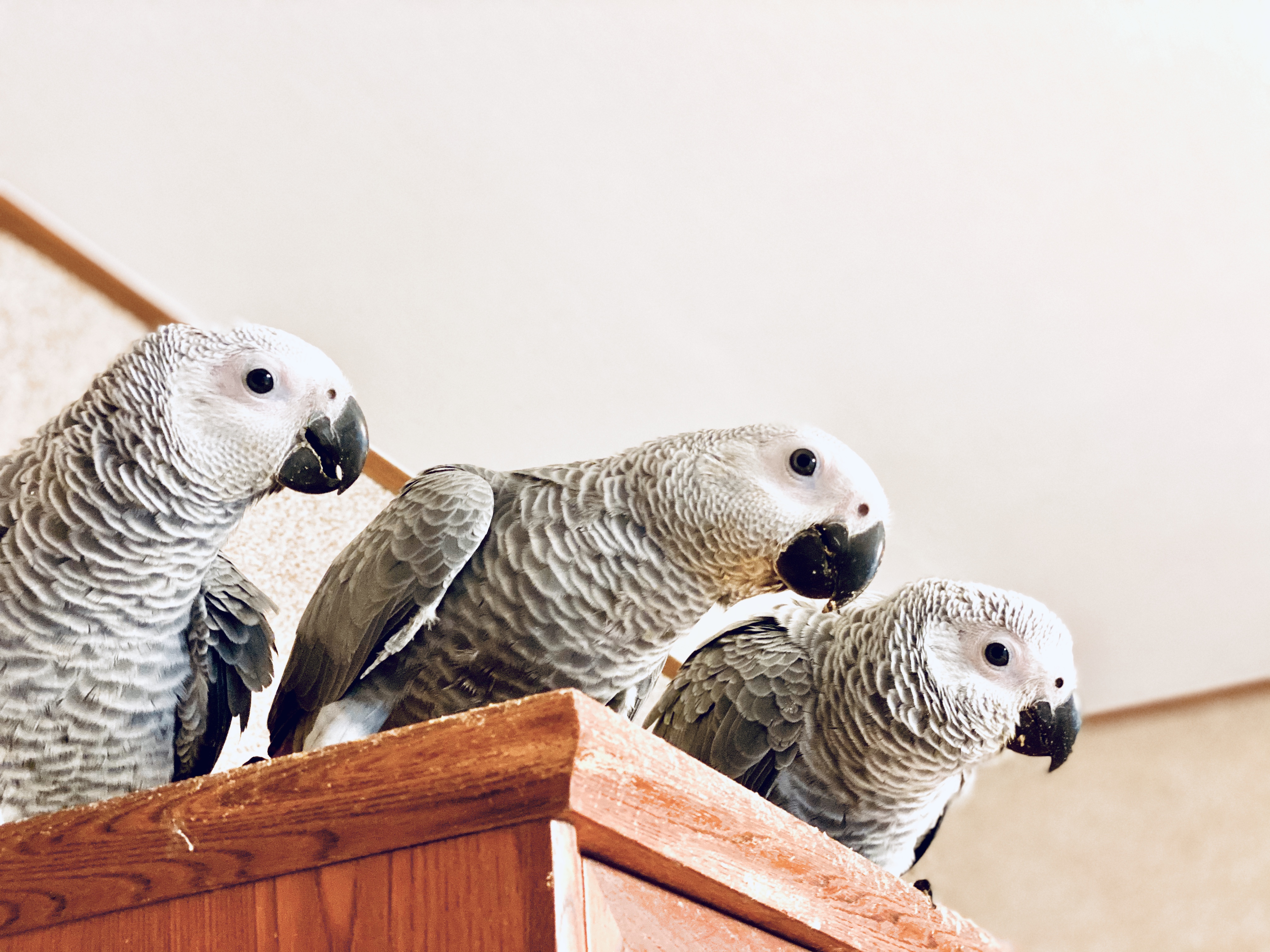 2019ヨウムの雛